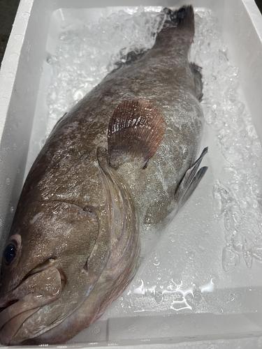 マハタ1入約2.4kg