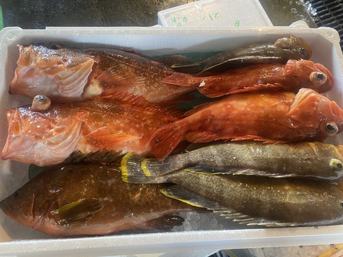 鮮魚BOX8入約4.5kg(釣)