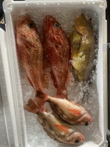 鮮魚BOX5入約3.3kg(釣)