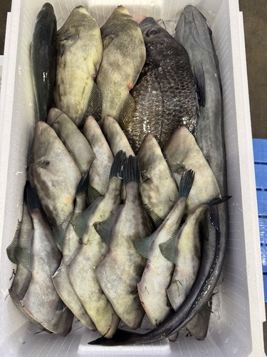 鮮魚BOX約7kg(定置)