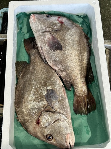 ヒゲソリダイ2入約5.8kg(底曳)