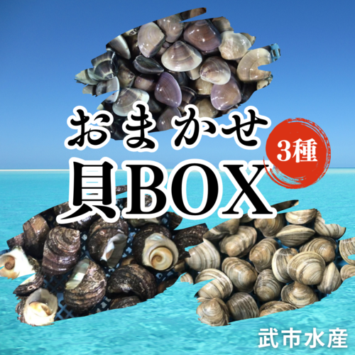 貝セット(沿岸)