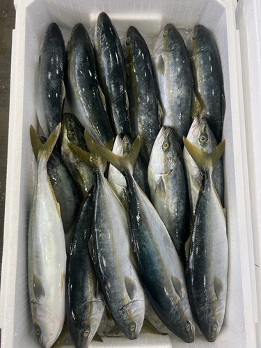 ツバス18入約7.2kg(定置)