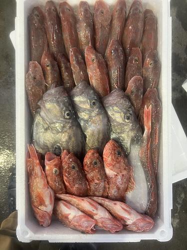 鮮魚BOX約5.9kg(底曳)