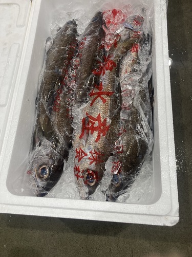 クロムツ6入約4.2kg(釣)