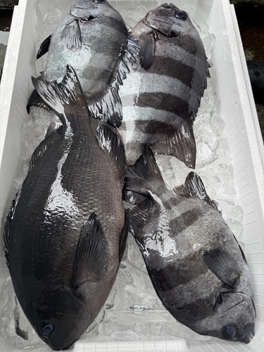 活〆鮮魚BOX4入約2.9kg(定置)