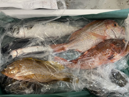 鮮魚BOX鱗、内臓処理後約2.3kg