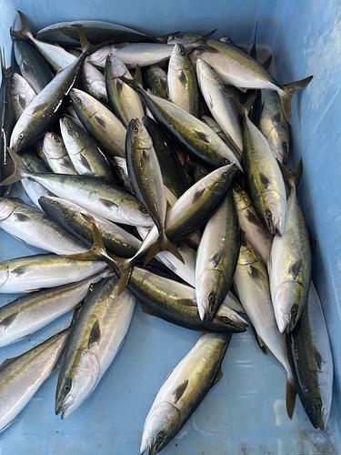 ハマチ6.6-7.8k3入約6.6kg(定置)