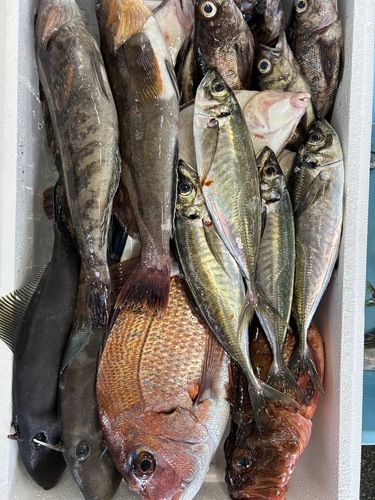 鮮魚BOX約5kg(沿岸)