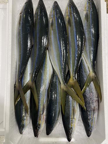 ツムブリ(定置)