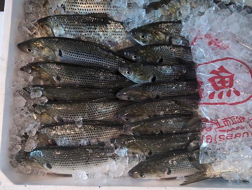 コノシロ(コハダ)25入約5kg(定置)