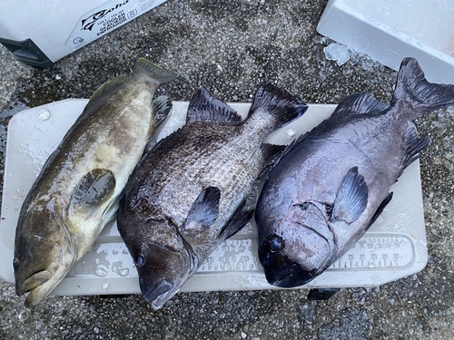 神経〆鮮魚BOX3入約12.1kg(銛突)