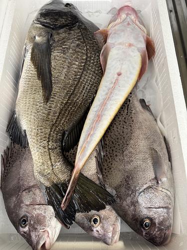鮮魚BOX約5kg(定置)