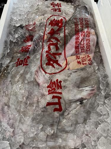 アンコウ(底曳)