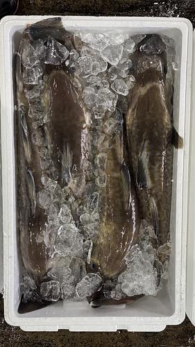 マダラ4入約8kg(底曳)