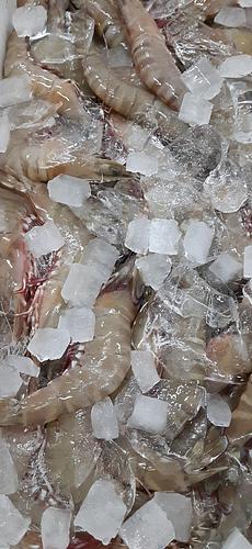 クマエビ(底曳)