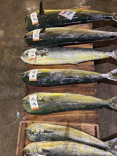 シイラ7kから3キロ2入約9kg(定置)