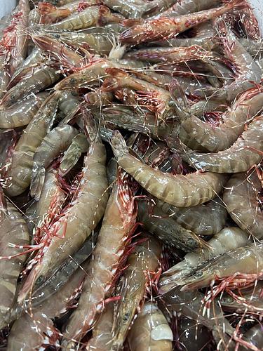 クマエビ約6.2kg(沿岸)