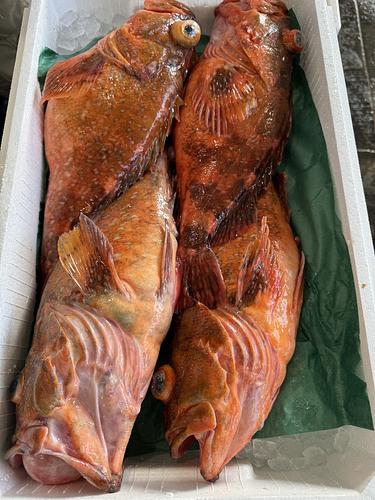 活〆カサゴ4入約5.2kg(釣)