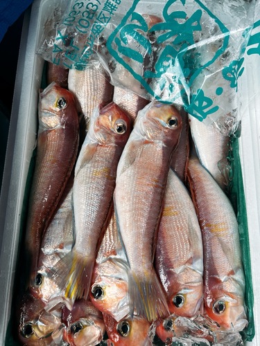 アマダイ小23入約5kg(小網)