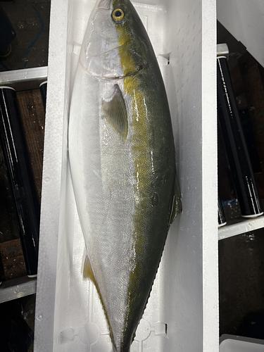 ブリ7キロ台1入約7kg(定置)