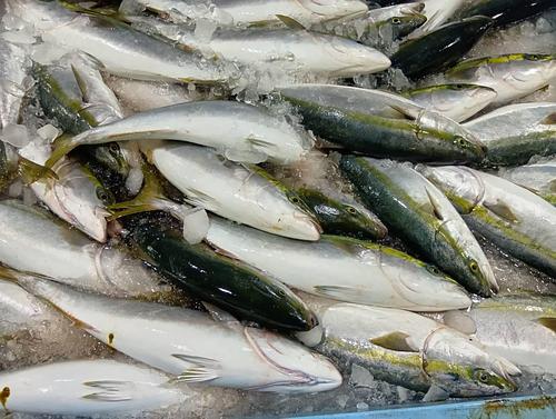 ハマチ【業務用の鮮魚仕入れならウーオ】