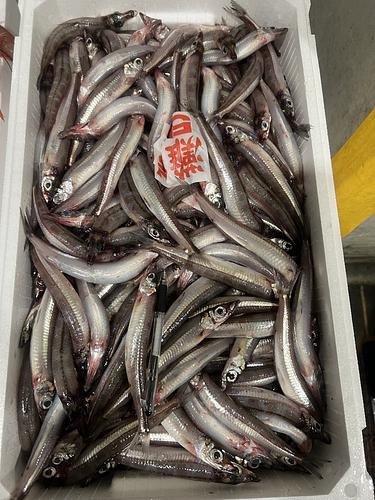 ニギス約40/60g約5kg(底曳)