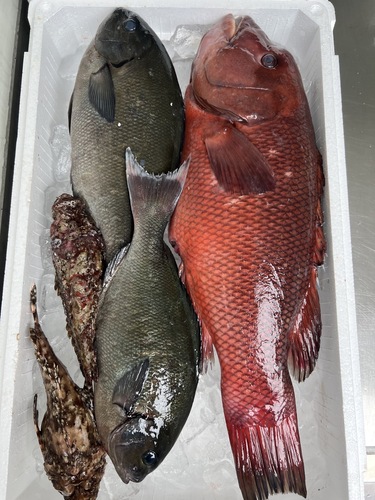 鮮魚BOX約4.7kg(釣)