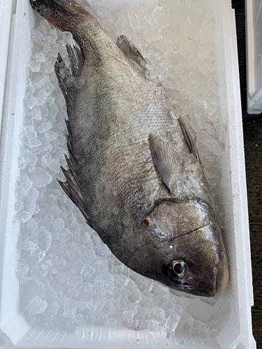 活〆コショウダイ1入約2.9kg(底曳)