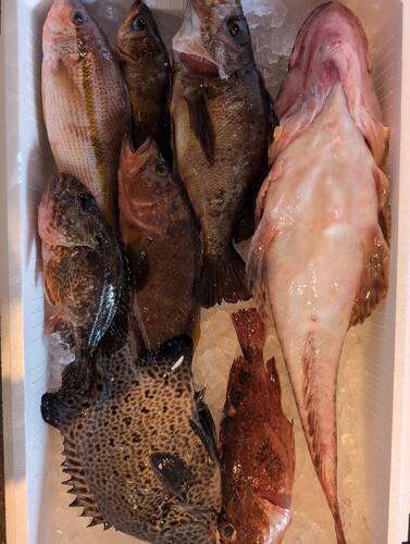 鮮魚BOX8入約3kg(釣)
