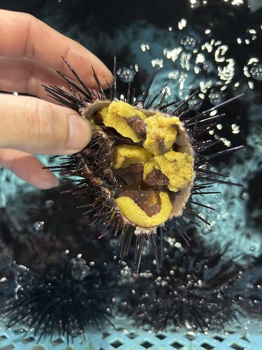 キタムラサキウニ（殻付き）100g前後28入約3.6kg(沿岸)