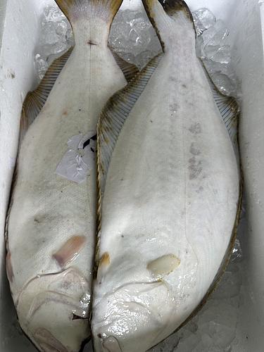 活〆ヒラメ2入約3kg(底曳)