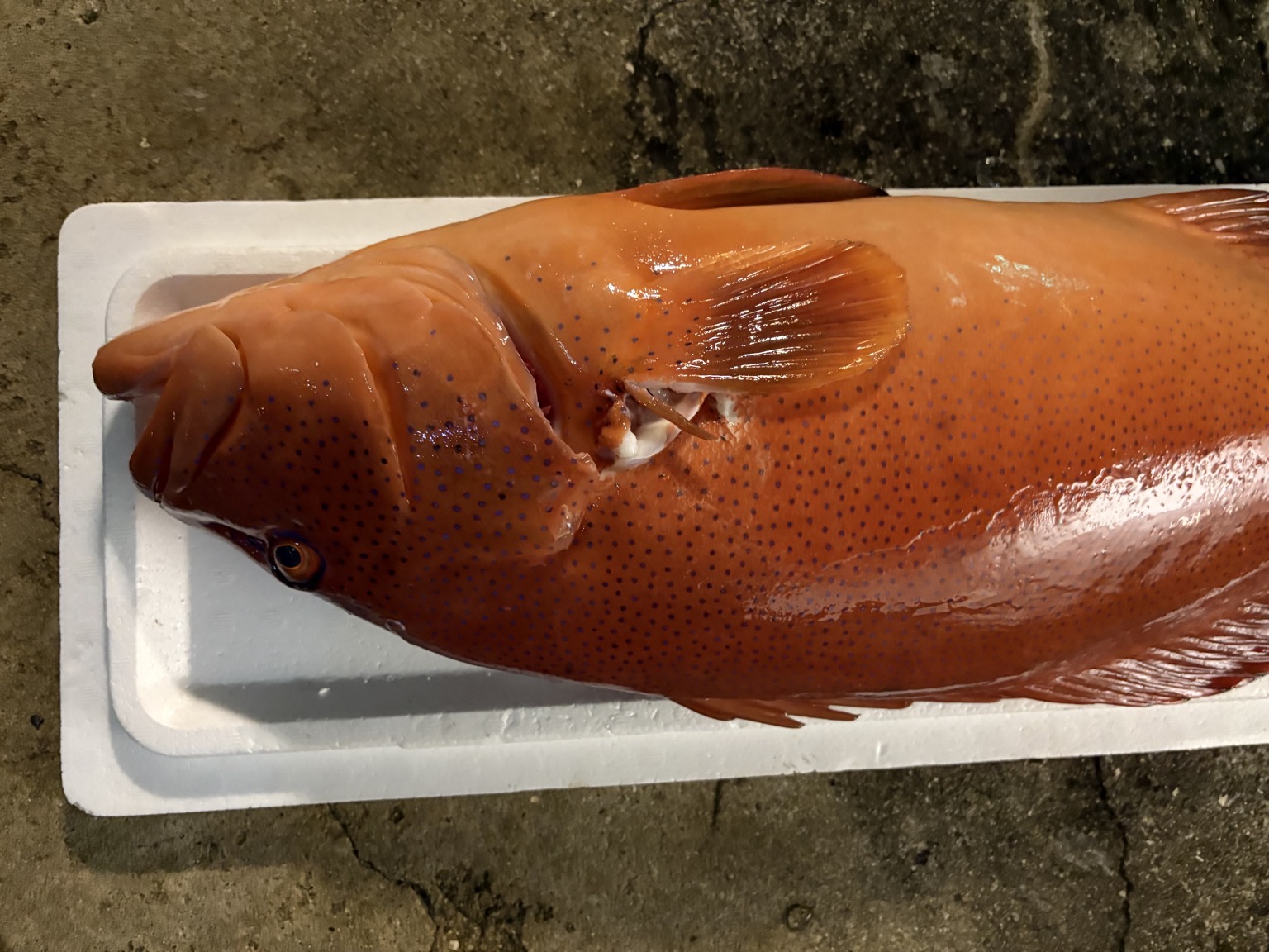 活〆スジアラ1入約5.6kg(銛突)【業務用の鮮魚仕入れならウーオ】
