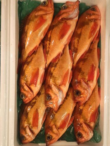 メバル9入約4kg(釣)