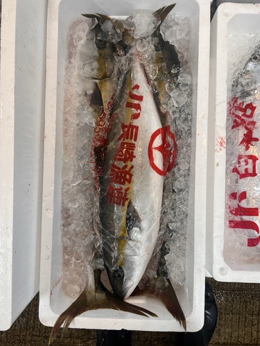 活〆ヒラマサ約10k3入約10kg(定置)
