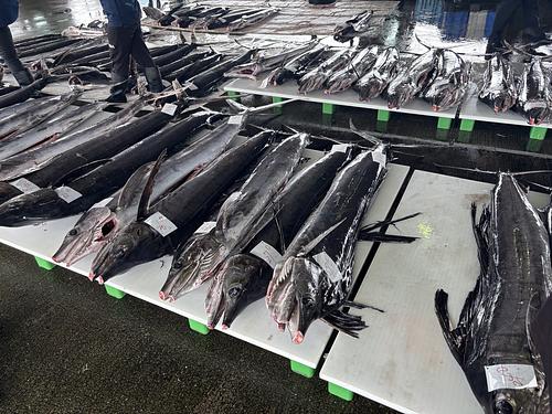 バショウカジキ20k前後2つ切り約22kg(定置)