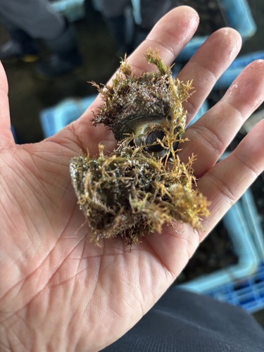 バテイラ約5kg(沿岸)