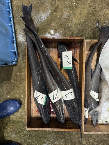 活〆コバンザメ4入約9kg(定置)