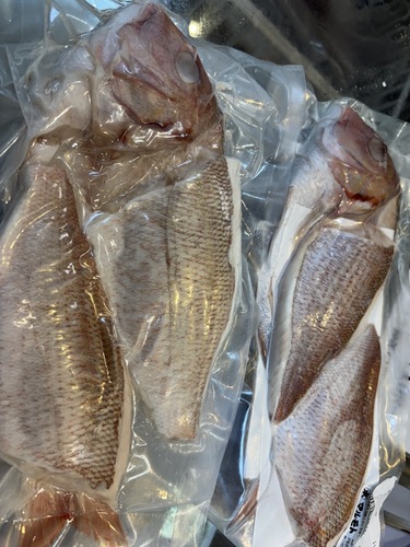 チダイ丸の状態で300から500グラムサイズ身下ろしご用意していま3入約1kg(定置)