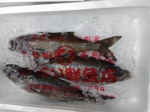 クロムツ2入約2.1kg(釣)