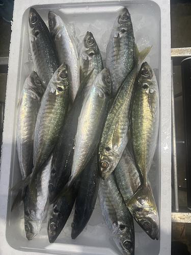 丸アジ約20入 4k20入約4kg(小網)