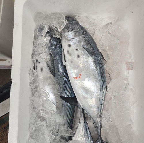 スマ3入約5kg(釣)