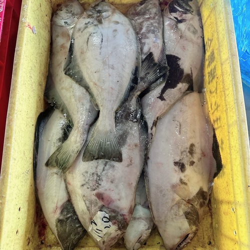アブラガレイ800-900g/8入約6.5kg(底曳)