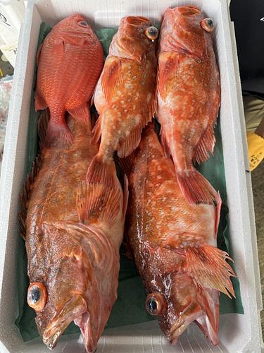 鮮魚BOX約4.5kg(沿岸)