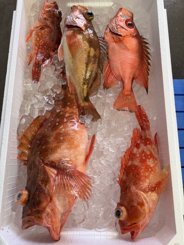 活〆鮮魚BOX約2.1kg(釣)