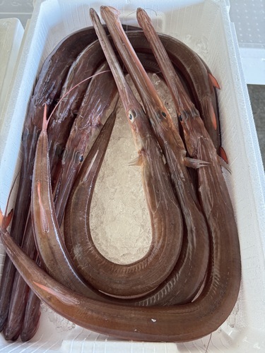 赤ヤガラ6入約2.8kg(定置)