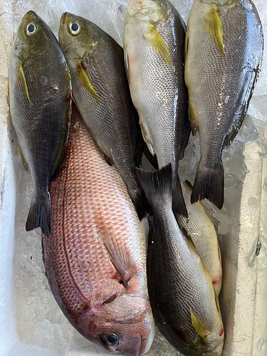活〆鮮魚BOX約3.6kg