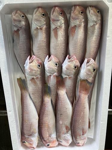 アマダイ13入約4kg(底曳)