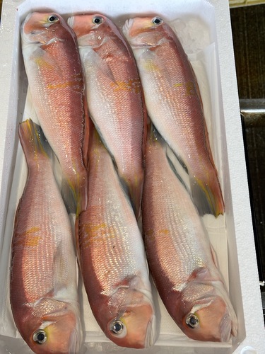 アカアマダイ6入約4kg(釣)