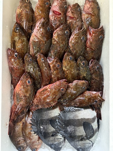 鮮魚BOX約4.3kg(沿岸)